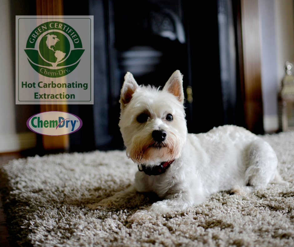 dog lying on carpet with Hot Carbonating Extraction logo and Chem-Dry by Leonard logo