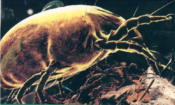 dust mite crawling in carpet eating dead skin cells in San Francisco carpet